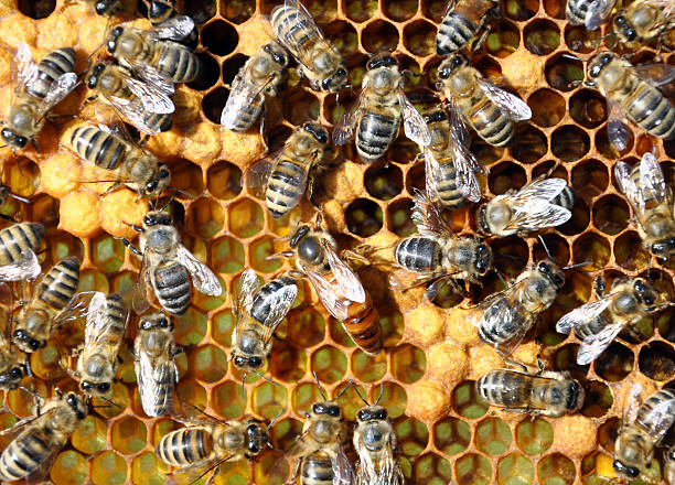 istock Bees on honey cells with the queen bee in the middle 585081098