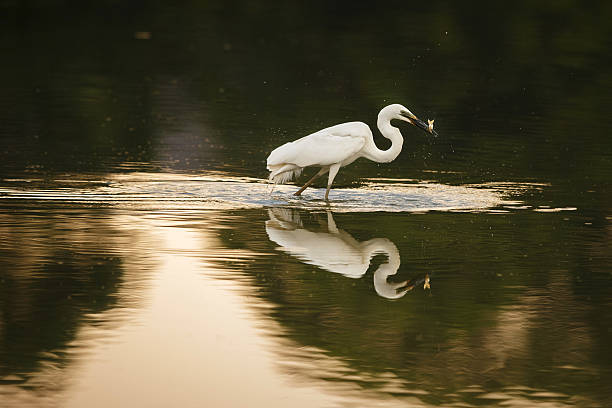 Beautiful white heron hunt in the nature habitat, India, lake, water birds, wildlife
