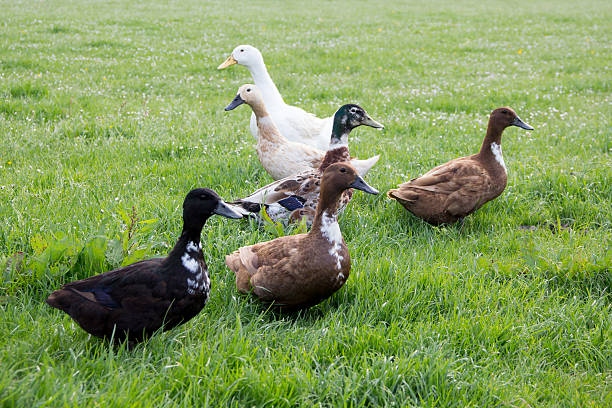 quackers  - bird animal flock of birds number 6 foto e immagini stock