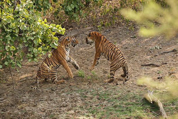 istock Tiger in a beautiful golden light in India 585082614