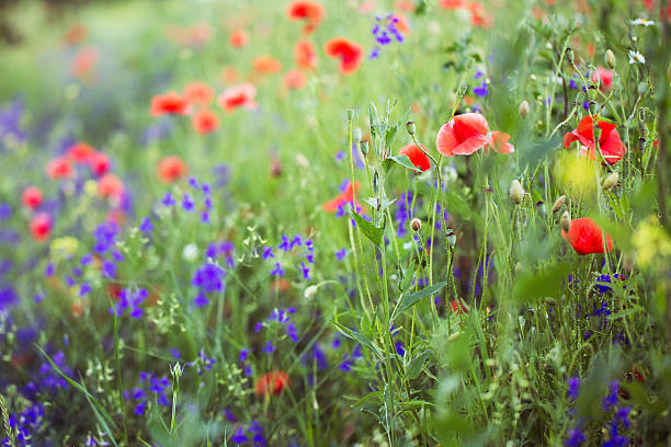 istock wildflowers in the mountains at sunset 585082814