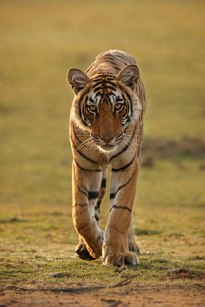 istock Tiger in a beautiful golden light in India 585082904