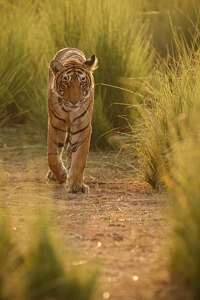 istock Tiger in a beautiful golden light in India 585082928