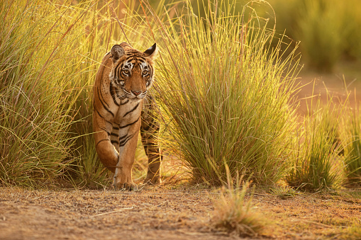 Tiger in a beautiful golden light in the nature habitat, Ranthambhore National Park, India