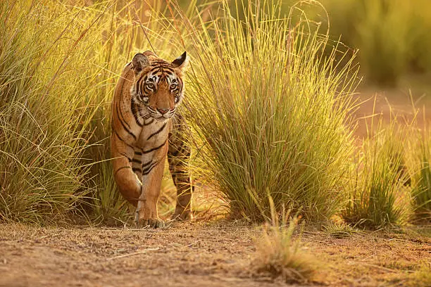 Tiger in a beautiful golden light in the nature habitat, Ranthambhore National Park, India