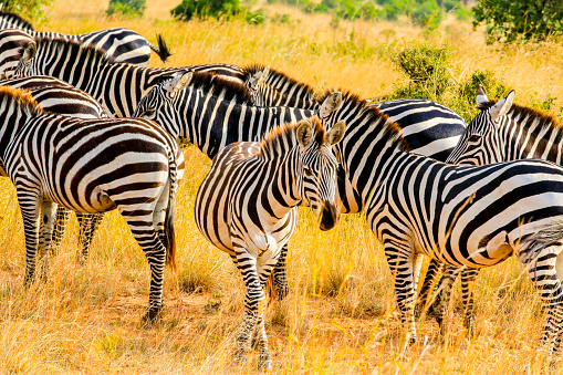 Zebra Grazing at Savannah at Masai Mara - looking at camera