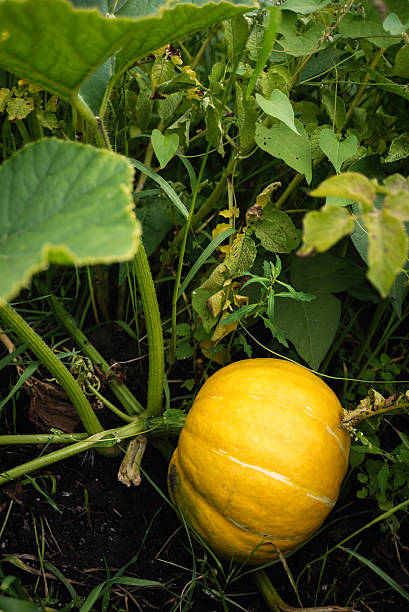 istock pumpkin on the bush 585083958