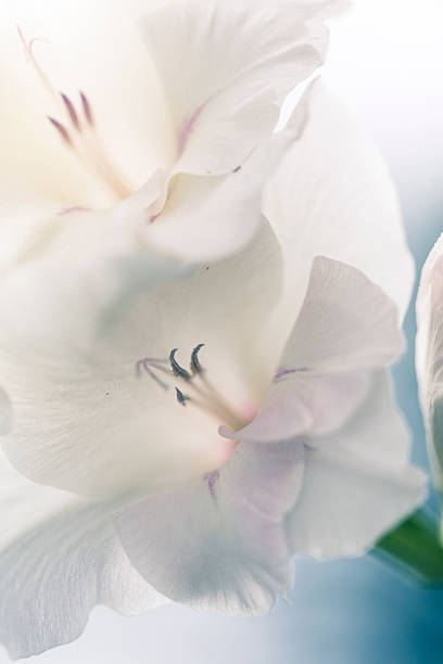 istock Close up of white Sword Lily flower. 585085252