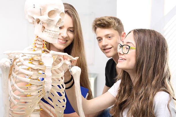 escuela, lección de anatomía, estudiantes miran un esqueleto modelo - anatomy classroom human skeleton student fotografías e imágenes de stock