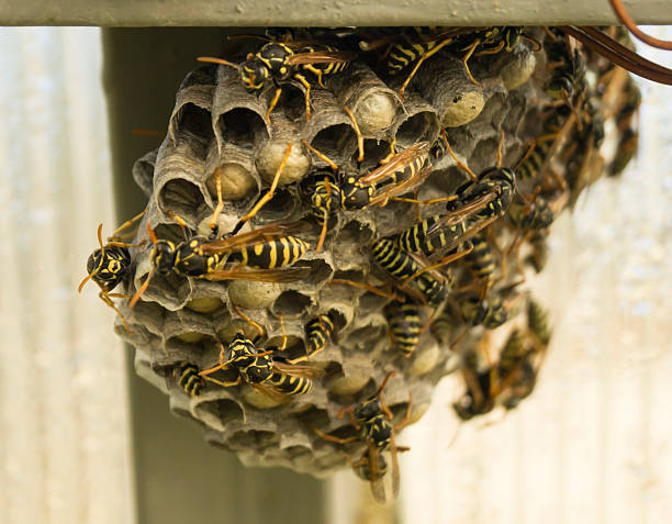 istock Hornet's nest with insect 585086252
