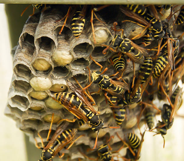 istock Hornet's nest with insect 585086598