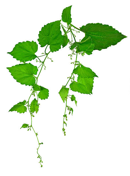istock Very young hop cones with leaves. / Isolated / 585086804