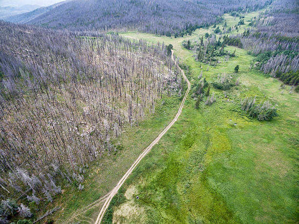 istock jeep trail and forest after wildfire 585086832