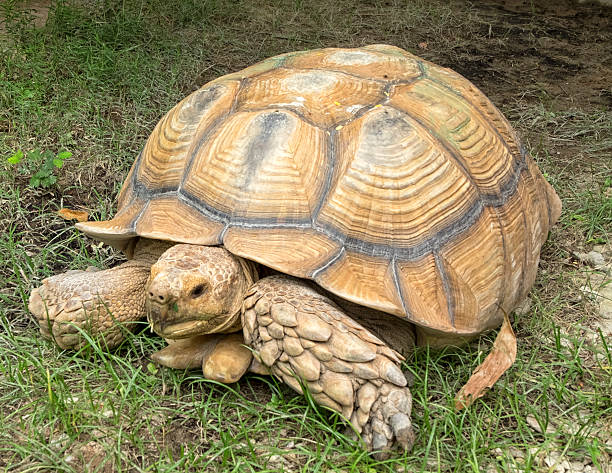 istock Giant tortoise on grass, outdoor open zoo 585086968