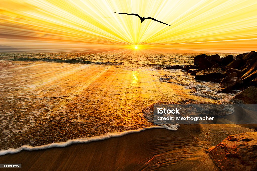 Bird Silhouette Sunset Bird silhouette sunset is a single bird flying over the ocean water as sun rays burst forth from the sun in a vivid surreal colorful scenic seascape. Recovery Stock Photo