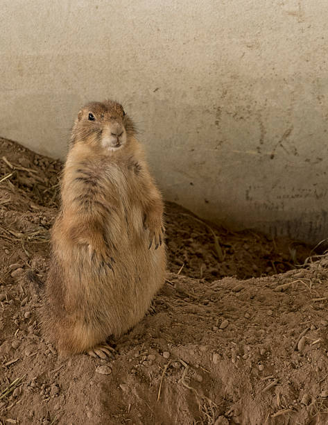 Female Prairie Dog standing on ridge soil Female Prairie Dog standing on ridge soil nimbly stock pictures, royalty-free photos & images