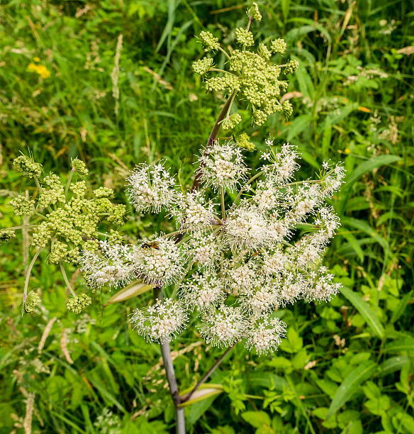 istock Sweet angelica in full bloom. 585087066