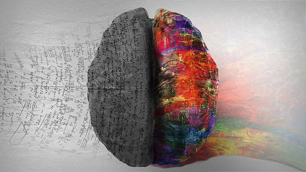 Right Side - Left Side Hemisphere of Brain Top down view of human brain depicting left side right side differences. The right side shows creative, music and art while the left side shows calculation, numbers and mathematics. brain thinking intelligence inspiration stock pictures, royalty-free photos & images