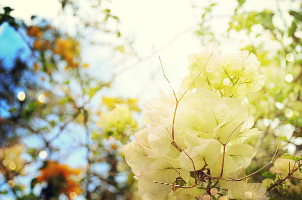 Beautiful  bougainvillea flowers