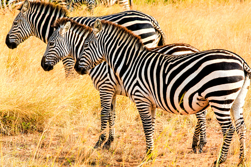 Zebra Grazing at Savannah at Masai Mara - looking at camera