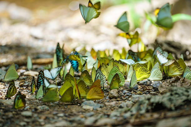 istock Butterflies are feeding mineral in forest, Thailand. 585089492