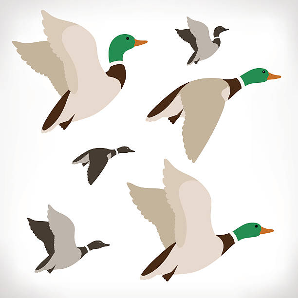 Set of flying wild ducks Set of flying wild ducks. Duck hunting. Mallard duck flying. Flock flying to the South. Vector illustration. mallard duck stock illustrations