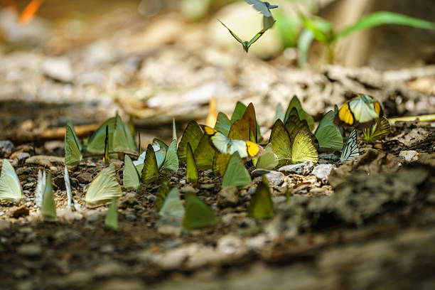 istock Butterflies are feeding mineral in forest, Thailand. 585090188