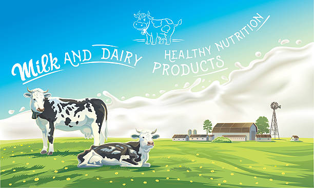 Two cows and splash. Two cows in the background of the summer landscape and splash from the milk, as well as graphic elements. dairy herd stock illustrations