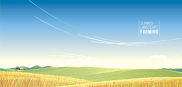 Rural landscape. Rural landscape with wheat and house, is created for use as a background image. wheat backgrounds stock illustrations