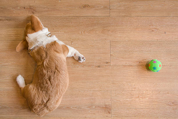 istock Corgi and Green ball 585093440