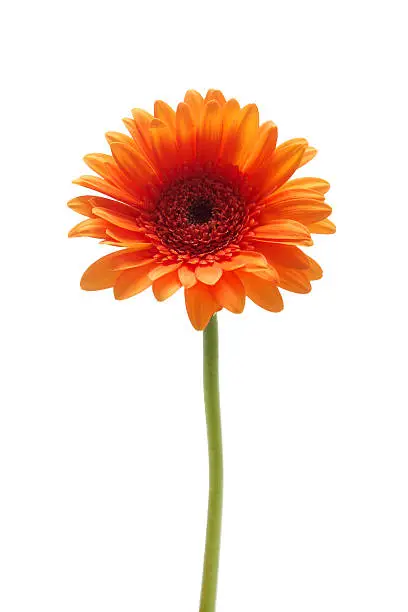Photo of Orange gerbera daisy flower isolated on a white background