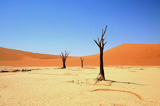 Photo of Petrified trees in the namib naukluft desert