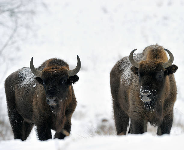 Bisons Bisons, winter day in the snow buffalo iowa stock pictures, royalty-free photos & images