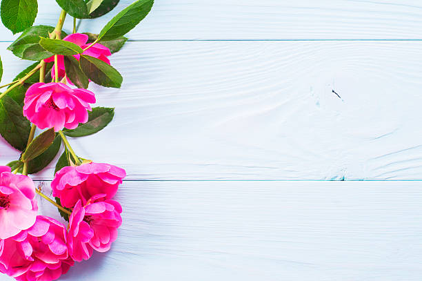 istock Pink rose on a blue wooden background. 585146314