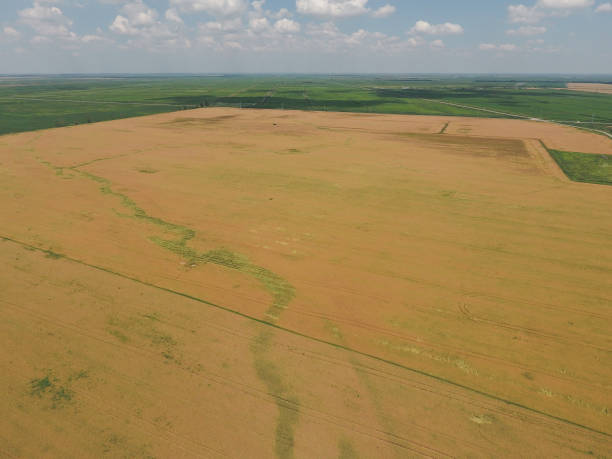 istock Field of ripe wheat. View from above. 585146750