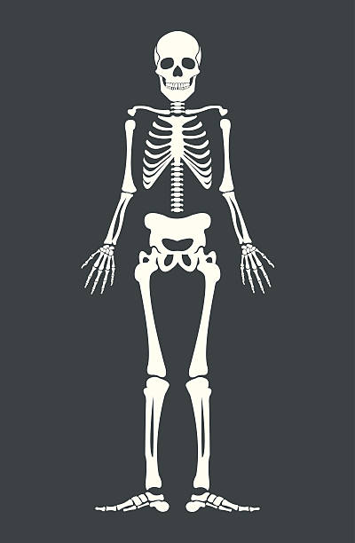 страшный скелет. вектор плоский мультфильм иллюстрация - human spine human bone human vertebra rib cage stock illustrations