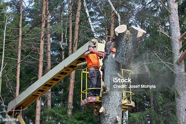 Two Lumberjacks Cut Down A Tree On The Platform Stock Photo - Download Image Now - Tree, Cutting, Picking Up