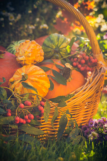 istock Basket autumn fruit colorful pumpkins asters 585148750