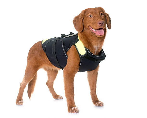 Nova Scotia Duck Tolling Retriever and rescue jacket
