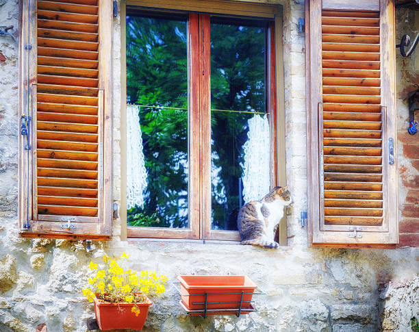 istock Cat seating at window, exterior house scene 585151348