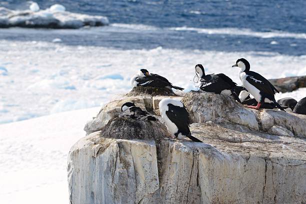 Shags and Nests Blue-eyed cormorantsor imperial shags nest on a rock outcropping on Petermann Island, Antarctica. petermann island photos stock pictures, royalty-free photos & images