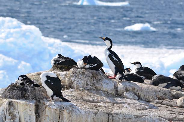 Guardian Shag With icebergs in the background, a group of blue-eyed cormorants, imperial shags or king shags, nests on Petermann Island, Antarctica. petermann island photos stock pictures, royalty-free photos & images