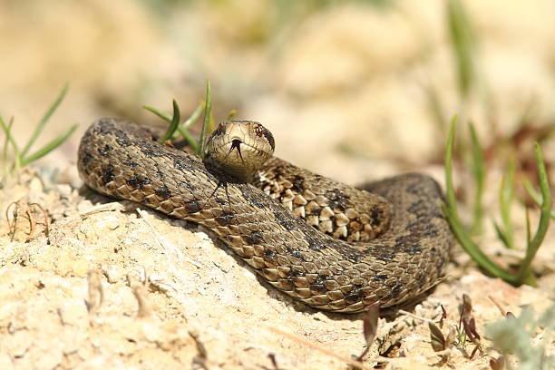 istock male viper emerged from hibernation 585153218