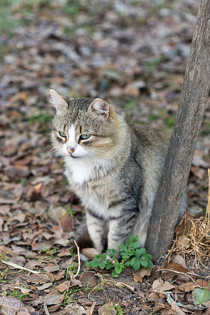 istock Autumn cat portrait 585153394