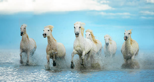 istock white camargue horses run free on the water 585153578