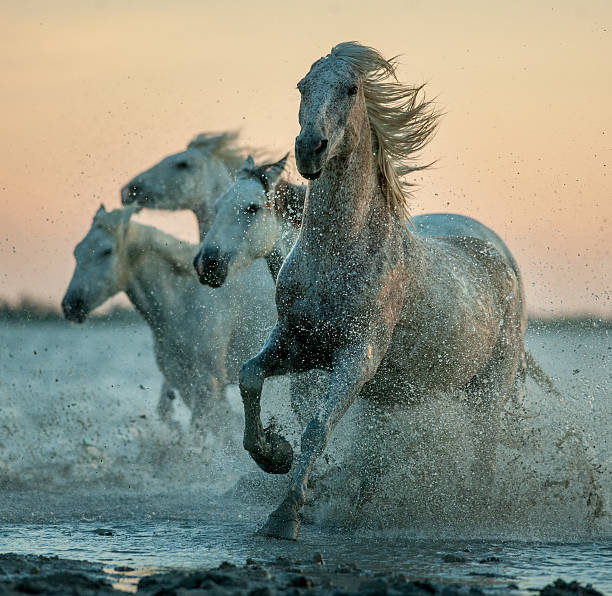 istock camargue horses running on the sunrise water 585153606