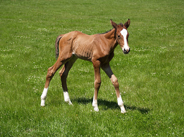 istock New born little foal 585154006