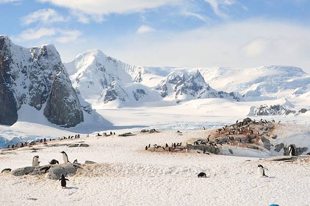 Gentoo Penguin Colony on Petermann Is. A scenic shot of the world's most southern Gentoo penguin colony on Petermann Island, Antarctica. petermann island photos stock pictures, royalty-free photos & images