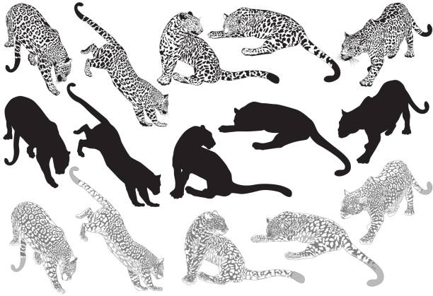 Set of leopard on a white background Set of leopard on a white background, vector Illustration leopard stock illustrations