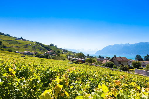 Vineyards in Lavaux region - Terrasses de Lavaux terraces, Switz